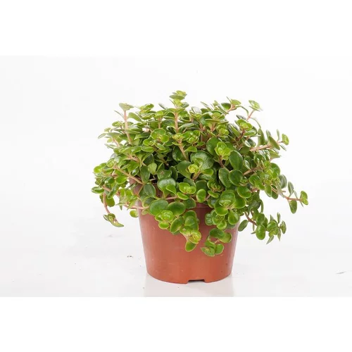 Idéal pour vos extérieurs:Sedum Tornado - Pot de Ø12 cm