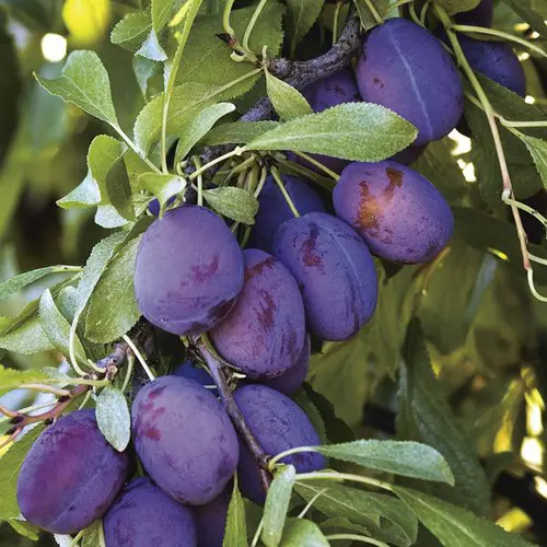 Jardin utile：Prunier Quetsche D'Alsace. Le pot de 25 litres