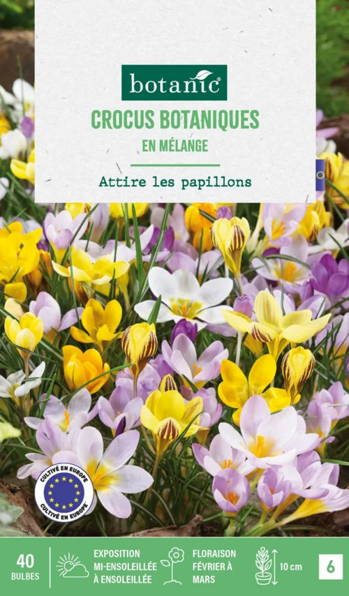 Jardin adapté:Crocus en mélange botanic® - 40 bulbes