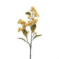 Pour un extérieur bien organisé:Magnolia Grandiflora Goliath blanc 150/175. Le pot de 30 litres
