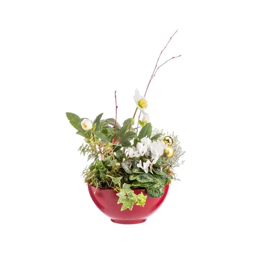 Pour organiser le jardin:Composition hellébore, cyclamen, lierre en coupe rouge