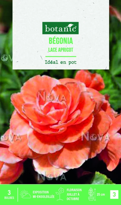 Solution extérieure:Bulbes de fleurs Bégonia Picotée Lace Apricot botanic® - 3 bulbes