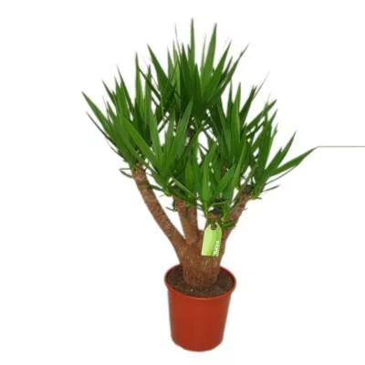 Tout pour le jardin：Yucca pot Ø27xH110 cm