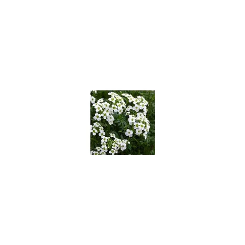 Espace vert moderne：Hutchinsia - Le pot de 1 litre