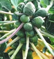 Tout au jardin:Chou De Bruxelles Bio. La barquette de 3 plants