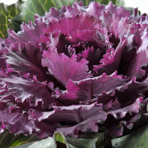 Parfait pour le jardin:Chou Decoratif - Le pot de 13 cm