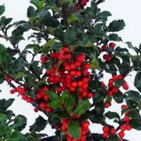 Style nature：Houx ou Ilex crenata variés. Le pot de 10,5 cm
