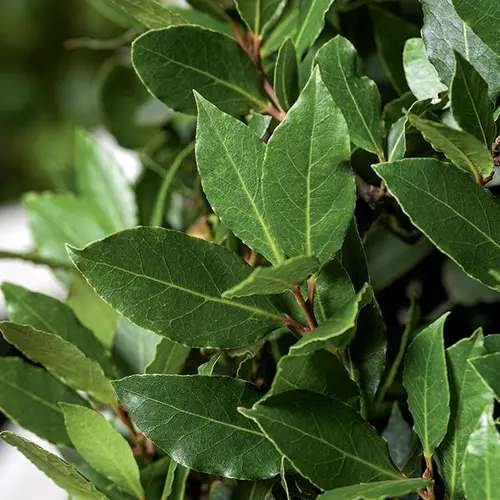Parfait au jardin:Laurier sauce vert. Le pot de 3L
