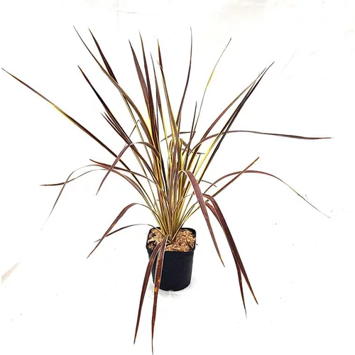 L’essentiel pour le jardin:Cordyline Australis Electric Flash marron en pot de 3 L