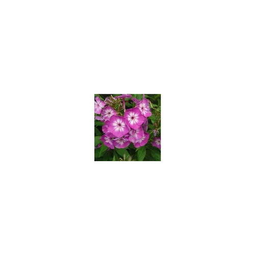 Une idée maline pour le jardin：Phlox Paniculata - Le pot de 1 litre