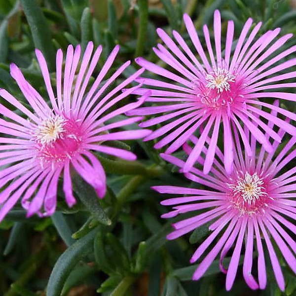 6 x Pourpier de Cooper – Delosperma cooperi, godet 9cm x 9cm