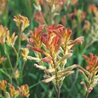 Extérieur durable:Anigozanthos - Le pot de 2,5 litres