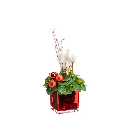 Extérieur malin:Mini cyclamen en verre rie rouge