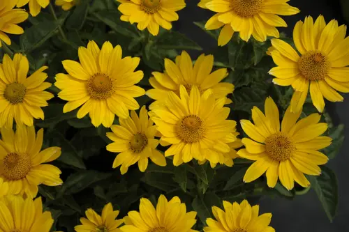 Loisirs au jardin：Héliopsis SOLE D’ORO - Le pot de 2 litres