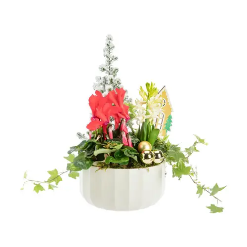 Pour vos aménagements extérieurs：Composition festive pot blanc - Ø 20 cm