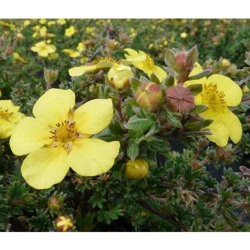 Pour un jardin agréable:Potentille variée (Potentilla Fructicosa). Le pot de 4 litres