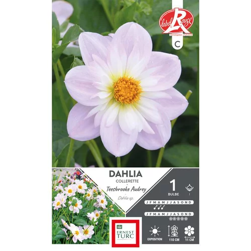 Pour tous vos besoins extérieurs:Dahlia collerette haut Teesbrooke Audrey parme / blanc Ernest Turc - 1 bulbe