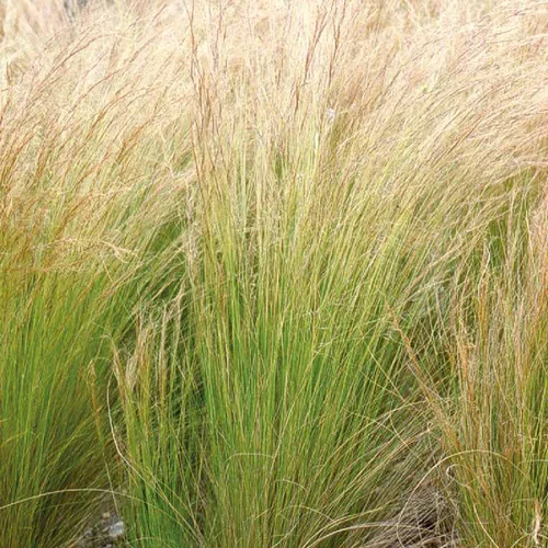Déco pour le jardin:Stipa cheveux d'anges - Le pot de 9 x 9 cm