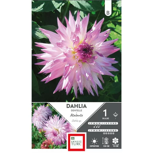 Votre jardin：Dahlia cactus dentelle Atalante blanc à pointes mauve Ernest Turc - 1 bulbe