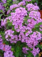 Pour créer votre espace extérieur:Lantana sellowiana tapissant - Le pot de 3 litres
