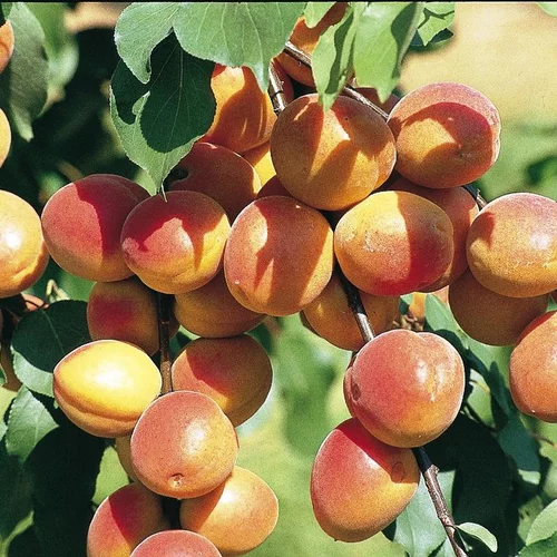 Une touche pratique au jardin:Abricotier Polonais. Le pot de 10 litres forme gobelet