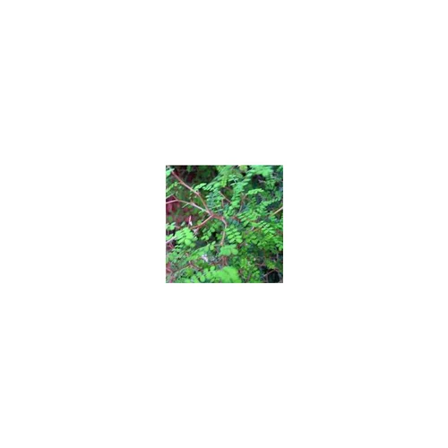 Idée nature：Sophora Pros.Little Baby - Le pot de 1 litre