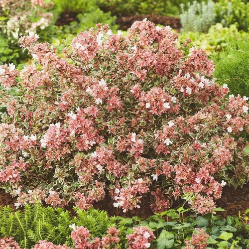 Extérieur tendance:Abélia à grandes fleurs variété Magic Daydream. Le pot de 4 litres