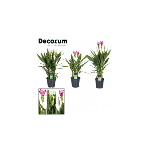 Nature maison:Curcuma 85 cm en pot Ø 19 cm