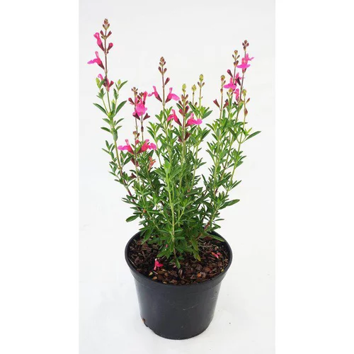 Espace vert pratique:Sauge Salvia x greggi Flamenco Rose - Le pot de 5 litres