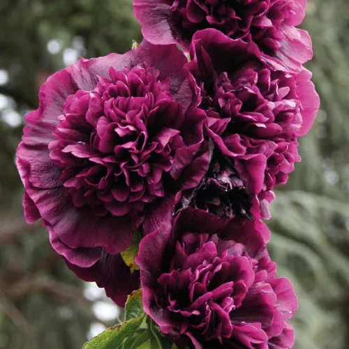 Pour donner du style à l’extérieur:Rosetrémière violette - Le pot de 9 x 9 cm
