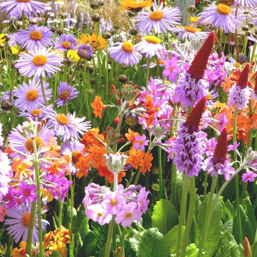 Malin jardin:Vivaces variées fleuries - Le pot de Ø 17 cm