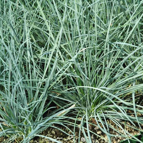 Jardin et confort:Fétuque bleue ou Festuca glauca. Le pot Ø 10,5 cm