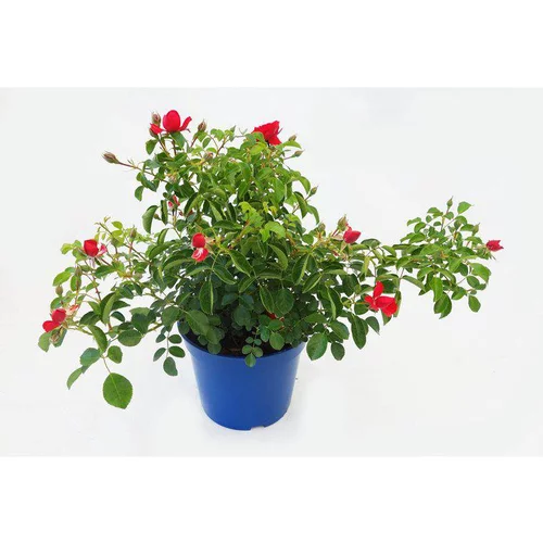 Votre jardin:Rosier kadora rouge avec pot bleu de 5 L