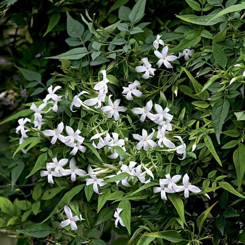 À découvrir pour l’extérieur:JASMIN OFFICINALE. Le pot de 3 litres