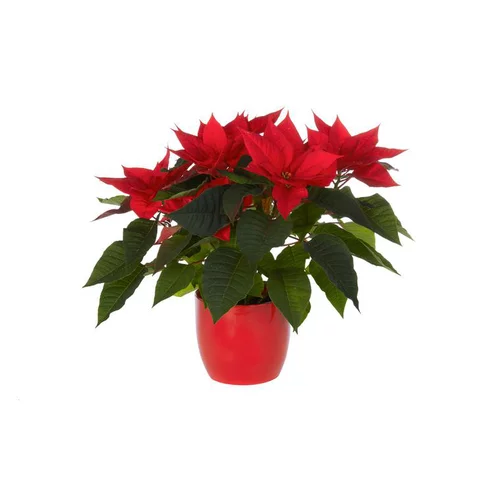 Tout au jardin:Poinsettia avec cache-pot - Ø 14 cm