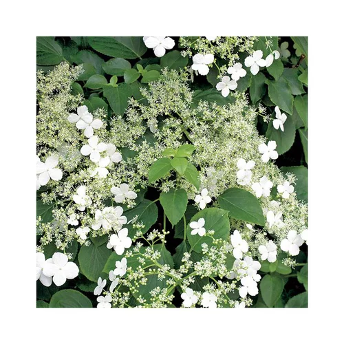 Pour votre espace:Hortensia PETIOLARIS. Le pot de 6 litres