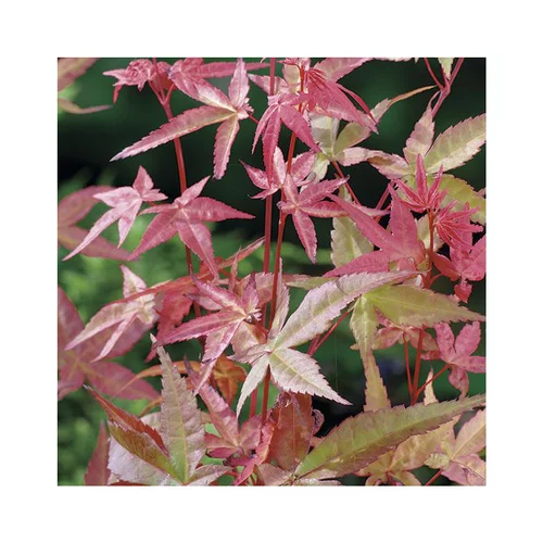 Une solution pratique pour le jardin：Erable du Japon (ACER PALMATUM DESHOJO ) Le pot de 30 litres