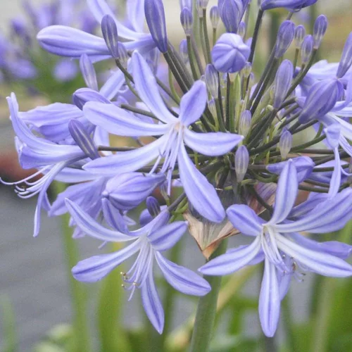 Essentiel maison：Agapanthe (tubéreuse) à fleurs bleues - Le pot décoratif de 4 litres