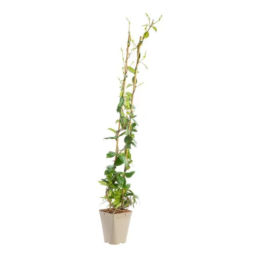 Pour un jardin à votre image:Jasmin étoiléSPERMUM ASIATICUM. Le pot de 3 litres