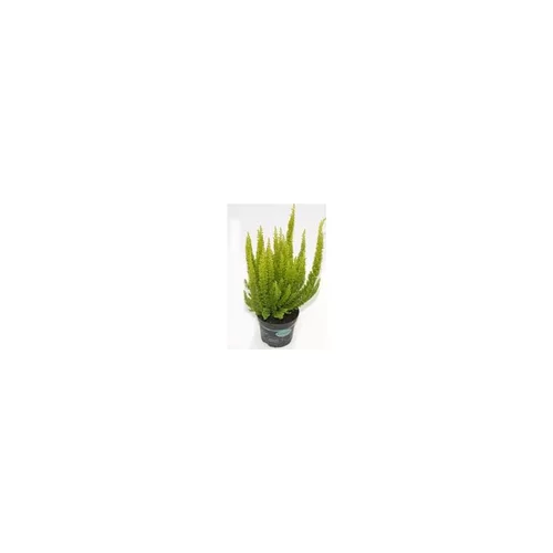 Solution pour le jardin：Calluna Skyline - Le pot de 10,5 cm
