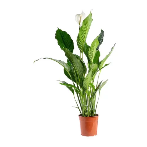 Pour un jardin accueillant:Spathiphyllum Sweet Lauretta 3/4 fleurs pot Ø24xH100 cm