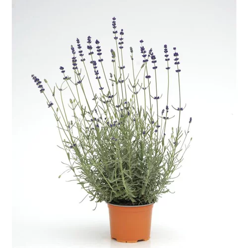 Sélection maison：Lavande - Le pot diam 12 cm