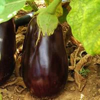 Pour vos extérieurs：Aubergine Ronde Bio. Le pot de 10,5 cm