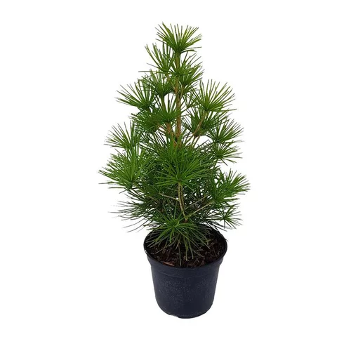 Confort pour le jardin：Sciadopitys Verticillata (Pin parasol du Japon) 40/50 en pot de 5 L vert