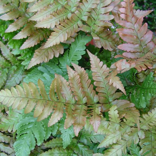 Pour tous vos projets jardin:Fougere Gamme Générale - Le pot de 4 litres