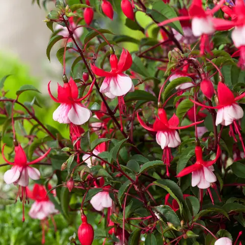 Jardin extérieur：Fuchsia ‘Madame Cornelissen’ - Le pot de 2 litres