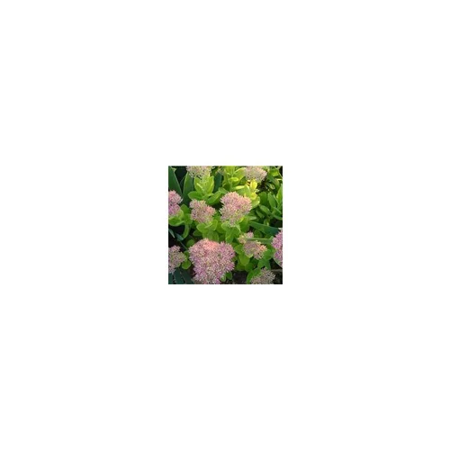 Confort jardin：Sedum Spectabile - Le pot de 2 litres