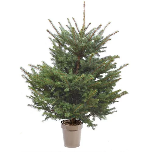Malin jardin：Sapin de Noël naturel en pot Picea Pungens botanic® - 80 à 100 cm