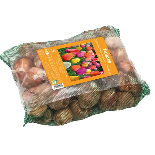Style jardin:Bulbes de fleurs Tulipe Darwin hybride mix botanic® - 35 bulbes