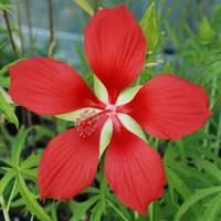 Pour créer votre espace extérieur：Hibiscus Coccineus - Le pot de 4 litres